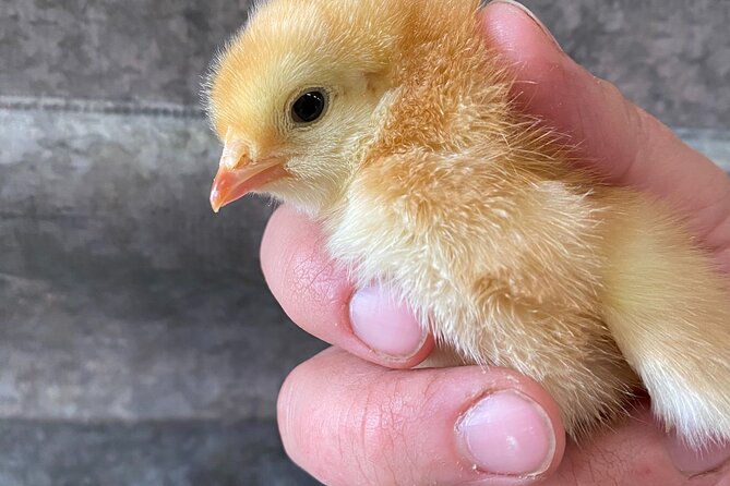 1.5 Hour Immersive Farm Experience in Adirondacks - A small working farm, not a petting zoo