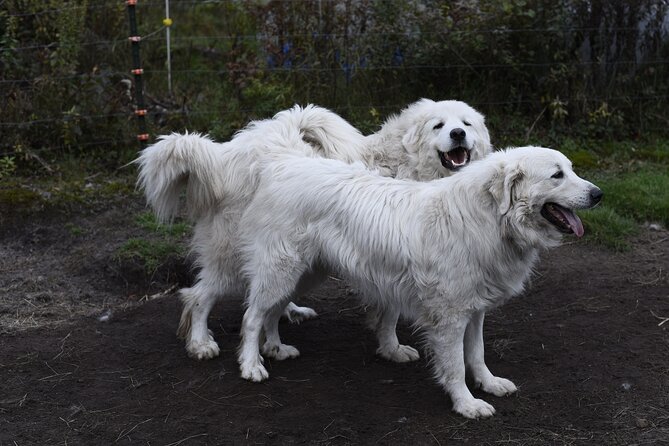 1.5 Hour Immersive Farm Experience in Adirondacks - Grooming Chuck and Larry