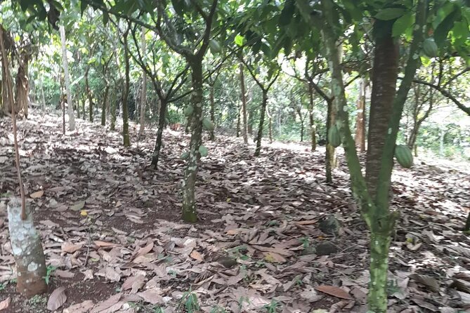 1 Day cocoa farm tour - Who will enjoy the Asamankese visit most?
