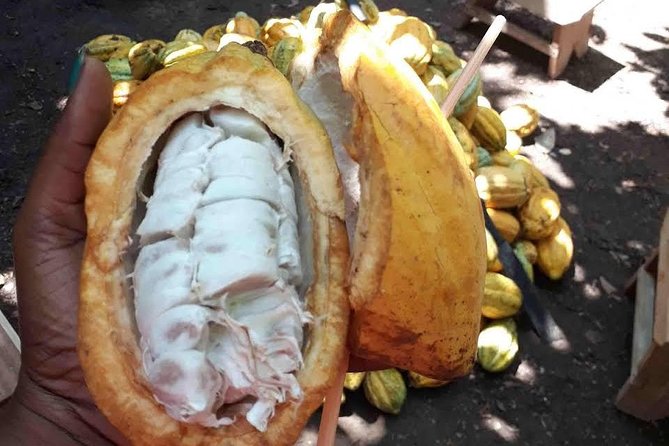 1 Day cocoa farm tour - How cocoa changes from pod to dried bean