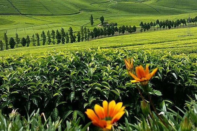 1-Day Lake Kivu Karongi Boat Cruise & Coffee farming with Lunch - How the $380 price works for this full day