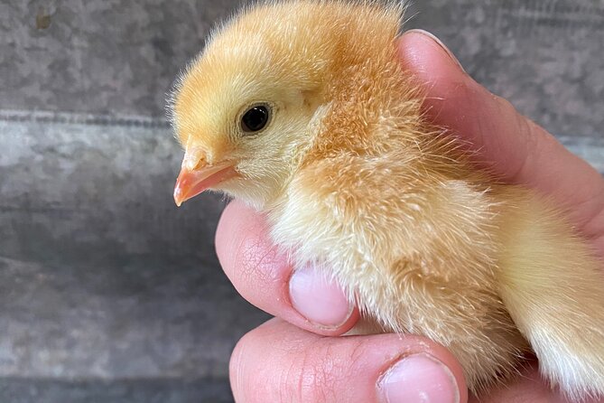 1 Hour Guided Farm Tour in the Adirondacks - Walking through pastures, barn, and garden areas