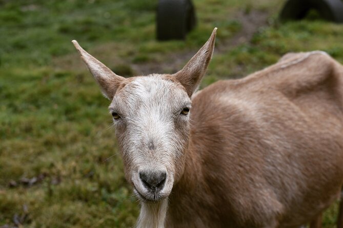 1 Hour Guided Farm Tour in the Adirondacks - Is the one-hour length enough?