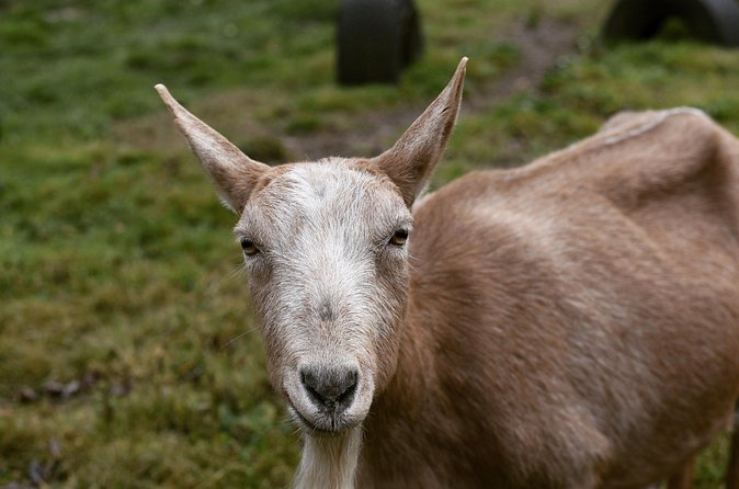 1 Hour Guided Farm Tour in the Adirondacks - Who will get the most from this farm visit?
