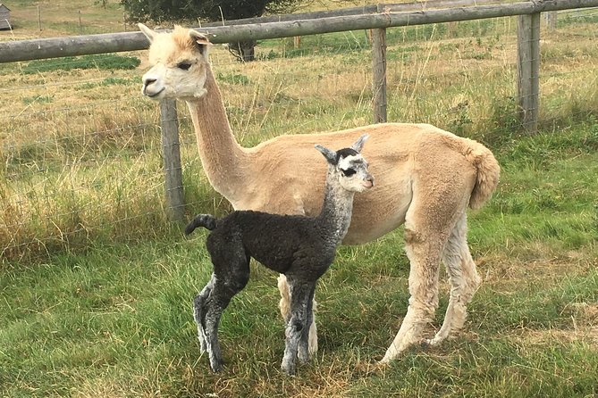 2-Hour Alpaca Farm Experience in Kenilworth - Cuddling babies and meeting the herd