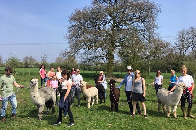 2-Hour Alpaca Farm Experience in Kenilworth - Taking an alpaca for a walk