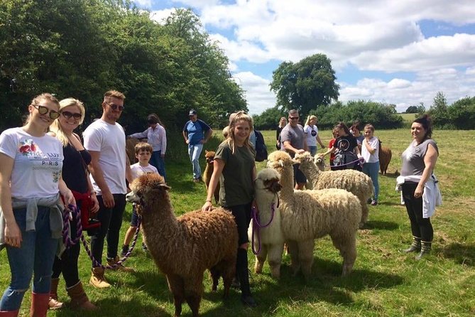 2-Hour Alpaca Farm Experience in Kenilworth - What the $35.78 price includes