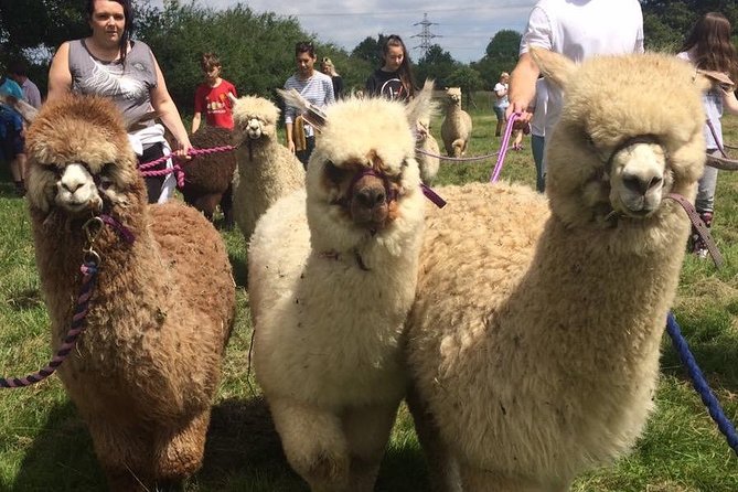 2-Hour Alpaca Farm Experience in Kenilworth - Who will enjoy this farm experience most