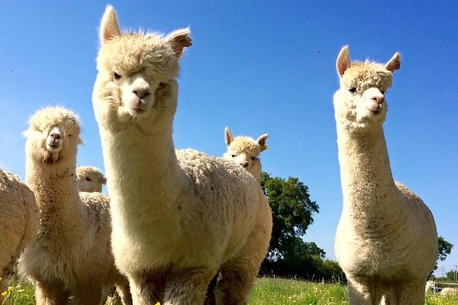 2-Hour Alpaca Farm Experience in Kenilworth - Practical details for your two hours
