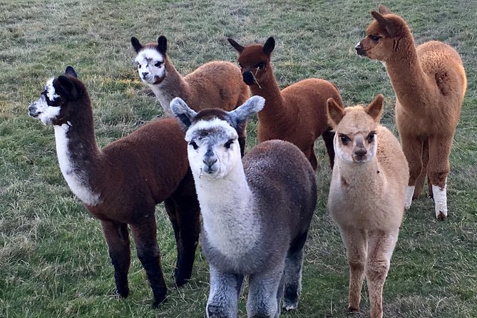 2-Hour Alpaca Farm Experience in Kenilworth - How this compares with a simple animal encounter
