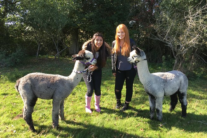 2-Hour Alpaca Farm Experience in Kenilworth - Feeding the alpacas around the farm