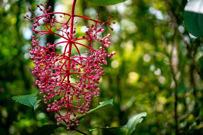 2d1n Kinabalu Park & Poring Canopy Walk & Desa Cow Farm Tour - Desa Dairy Farm on the morning route