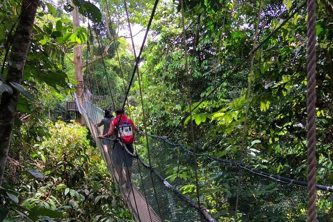 2d1n Kinabalu Park & Poring Canopy Walk & Desa Cow Farm Tour - Kinabalu Park and its botanical collection