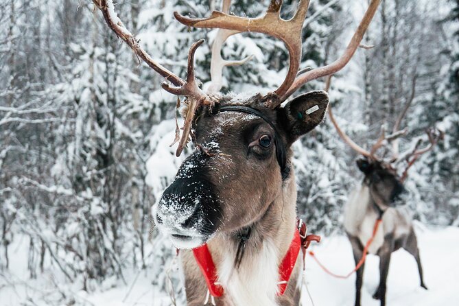 2km Sleigh Ride & Feeding Experience at Traditional Reindeer Farm - A Quiet Start in Rovaniemi