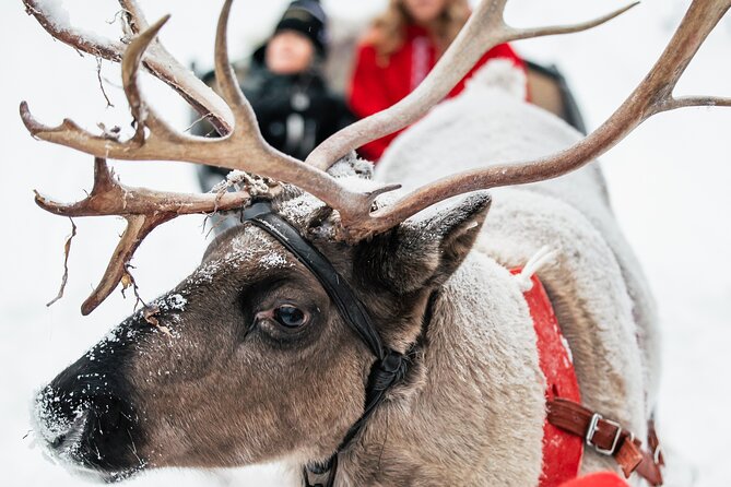 2km Sleigh Ride & Feeding Experience at Traditional Reindeer Farm - What the $116 Price Includes