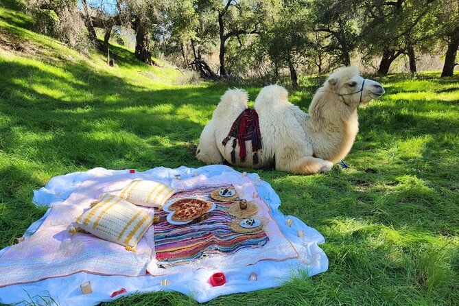 3 Hour Camel Trek into the Forest and Ranch in California - A camel trek unlike any usual Los Angeles outing