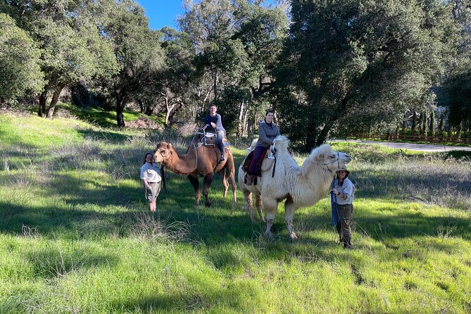 3 Hour Camel Trek into the Forest and Ranch in California - One hour with more than 200 animals
