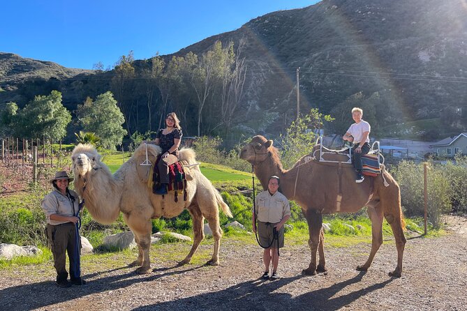 3 Hour Camel Trek into the Forest and Ranch in California - Riding out with Herbie and Sully