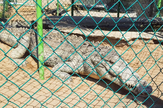 3 Palos Lagoon AfroMex Village Turtle Release & Croc Farm Visit - Key points at a glance
