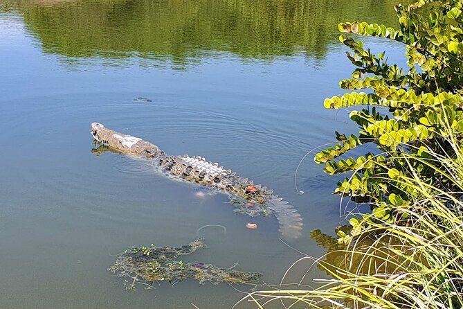 3 Palos Lagoon AfroMex Village Turtle Release & Croc Farm Visit - Pickup, timing, and comfort
