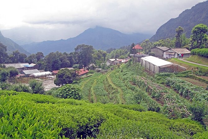 5-Day Private Farming Experience in Nayapul with Accommodation - Days 3 and 4: the work becomes real