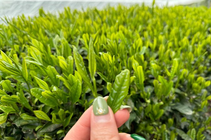 7 Hours Private Guided Tour Uji and Wazuka Matcha Farm - Who Will Get the Most From This Day