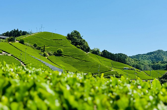 7 Hours Private Guided Tour Uji and Wazuka Matcha Farm - Should You Book the Uji and Wazuka Matcha Tour?