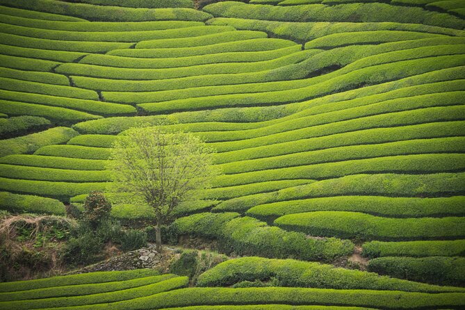 7hr Private Wazuka True Hidden Kyoto Matcha Farm Experience - Why Wazuka makes a better tea day than a city tasting