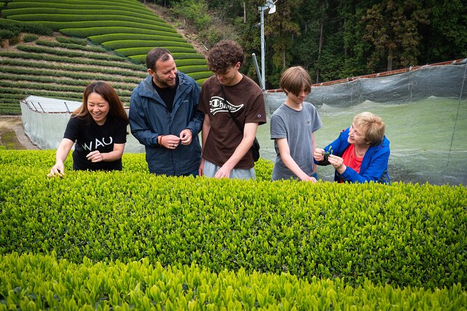 7hr Private Wazuka True Hidden Kyoto Matcha Farm Experience - Meeting at Wazuka-cha Cafe at 10:00 am