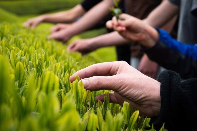 7hr Private Wazuka True Hidden Kyoto Matcha Farm Experience - Tasting matcha with all five senses
