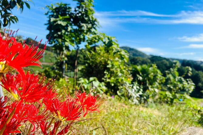 7hr Private Wazuka True Hidden Kyoto Matcha Farm Experience - The matcha workshop and the story behind the powder