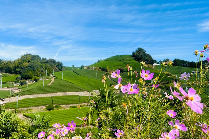 7hr Private Wazuka True Hidden Kyoto Matcha Farm Experience - What the private format adds