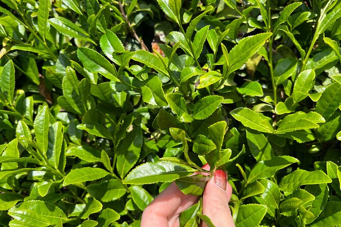 7hr Private Wazuka True Hidden Kyoto Matcha Farm Experience - Practical details that affect your day