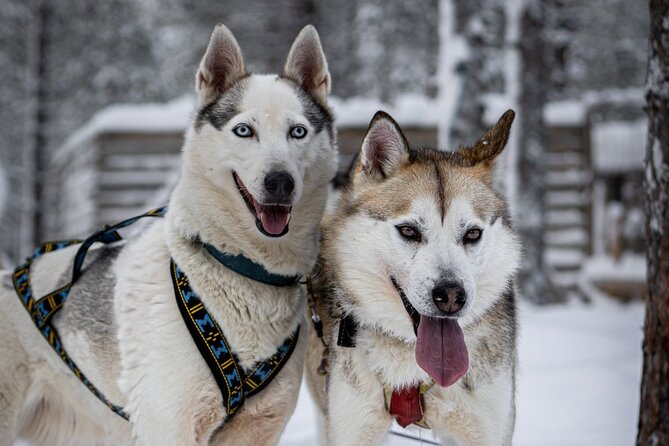 8-10km Husky Ride in the Taiga and Visit Other Farm Animals - The long road from Rovaniemi to the kennel