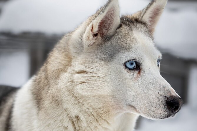8-10km Husky Ride in the Taiga and Visit Other Farm Animals - A farm visit beyond the huskies
