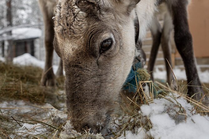 8-10km Husky Ride in the Taiga and Visit Other Farm Animals - Is $272.83 a fair price?