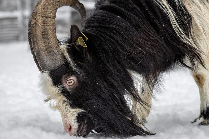 8-10km Husky Ride in the Taiga and Visit Other Farm Animals - Who will enjoy this most?