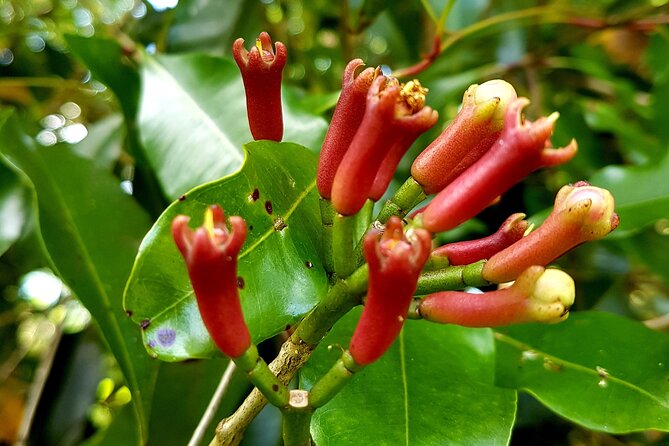 A Half Day Private Tour To Spice Farm - A private tour with a personal feel