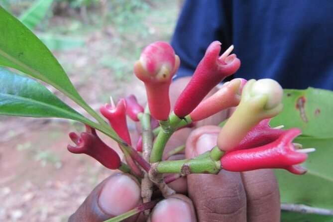 A Half Day Private Tour To Spice Farm - Who will get the most from this experience?