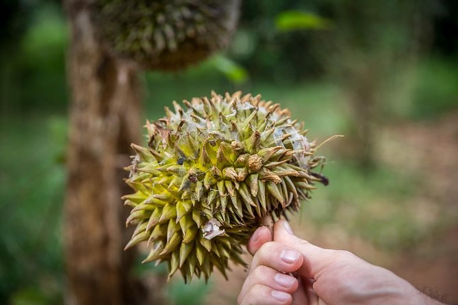 A Half Day Private Tour To Spice Farm - Walking through Zito Spice Farm