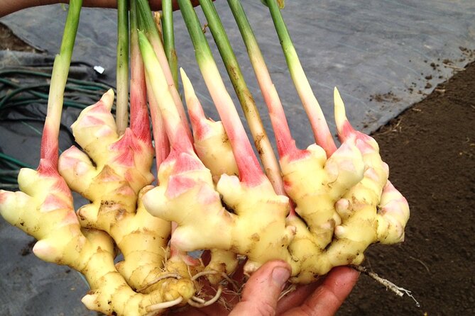 A Private Full Day Tour To Stone Town & Spice Farm - What the Guides Add to the Day