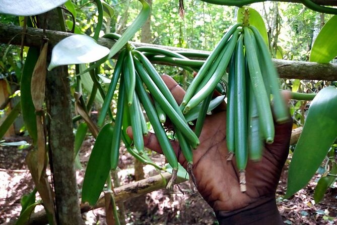 A Private Full Day Tour To Stone Town & Spice Farm - Who Should Book This Zanzibar Tour?
