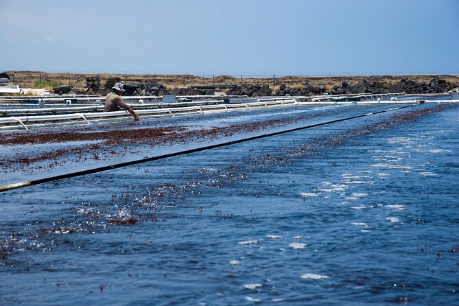 Abalone Farm Tour - Seaweed and Abalone at the Tasting