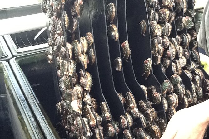 Abalone Farm Tour - The Food Truck Adds a Second Reason to Stop