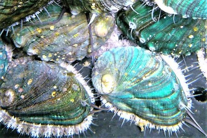 Abalone farm tour and tasting with coastal seaweed walk. Guided. 2 hours - Starting at Ballintleva, County Galway