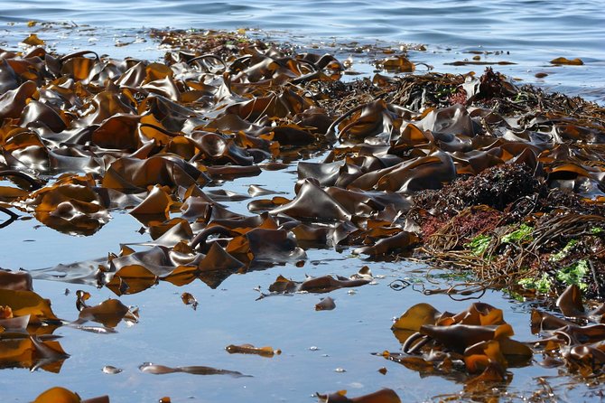 Abalone farm tour and tasting with coastal seaweed walk. Guided. 2 hours - Inside Ireland’s only abalone farm