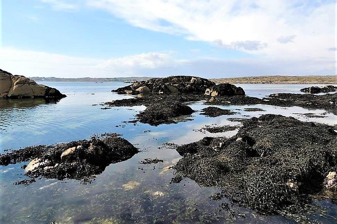 Abalone farm tour and tasting with coastal seaweed walk. Guided. 2 hours - The abalone and seaweed tasting