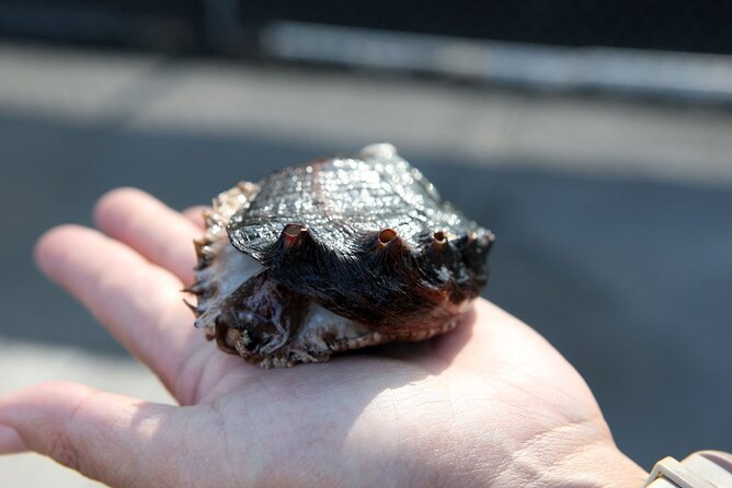 Abalone Farm Tour - Why Sustainable Abalone Farming Matters