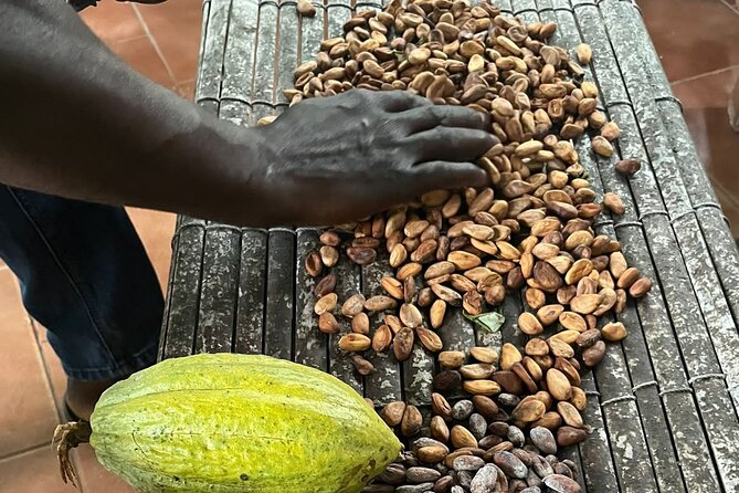 Aburi Botanic Gardens, Boti Falls,Umbrella Rock & Cocoa Farm Tour - The three-headed palm at Boti