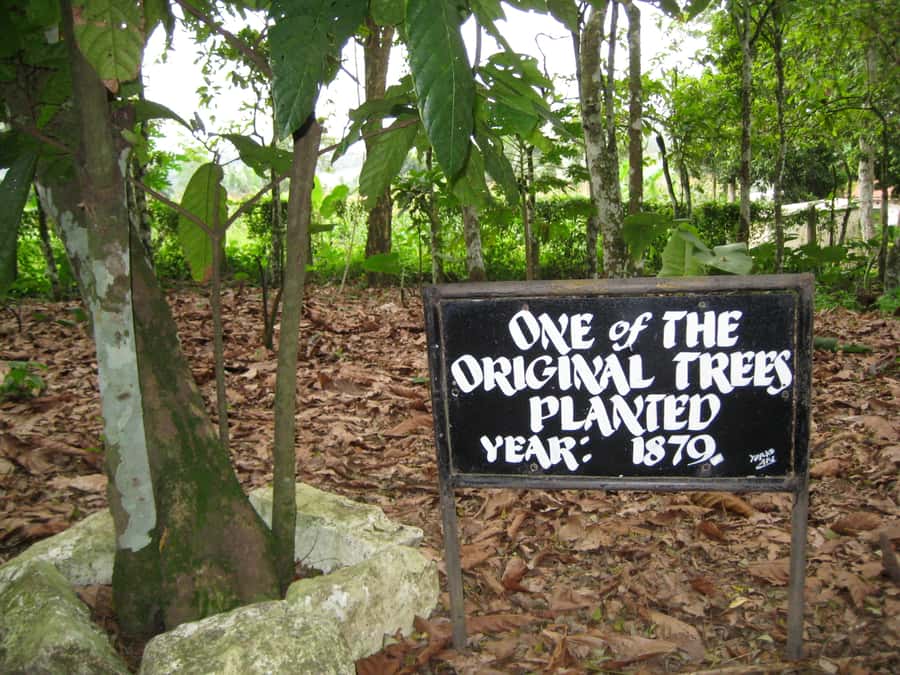 Accra Aburi Eco & Cocoa Experience: Gardens Waterfall &Lunch - What the guides add to the day